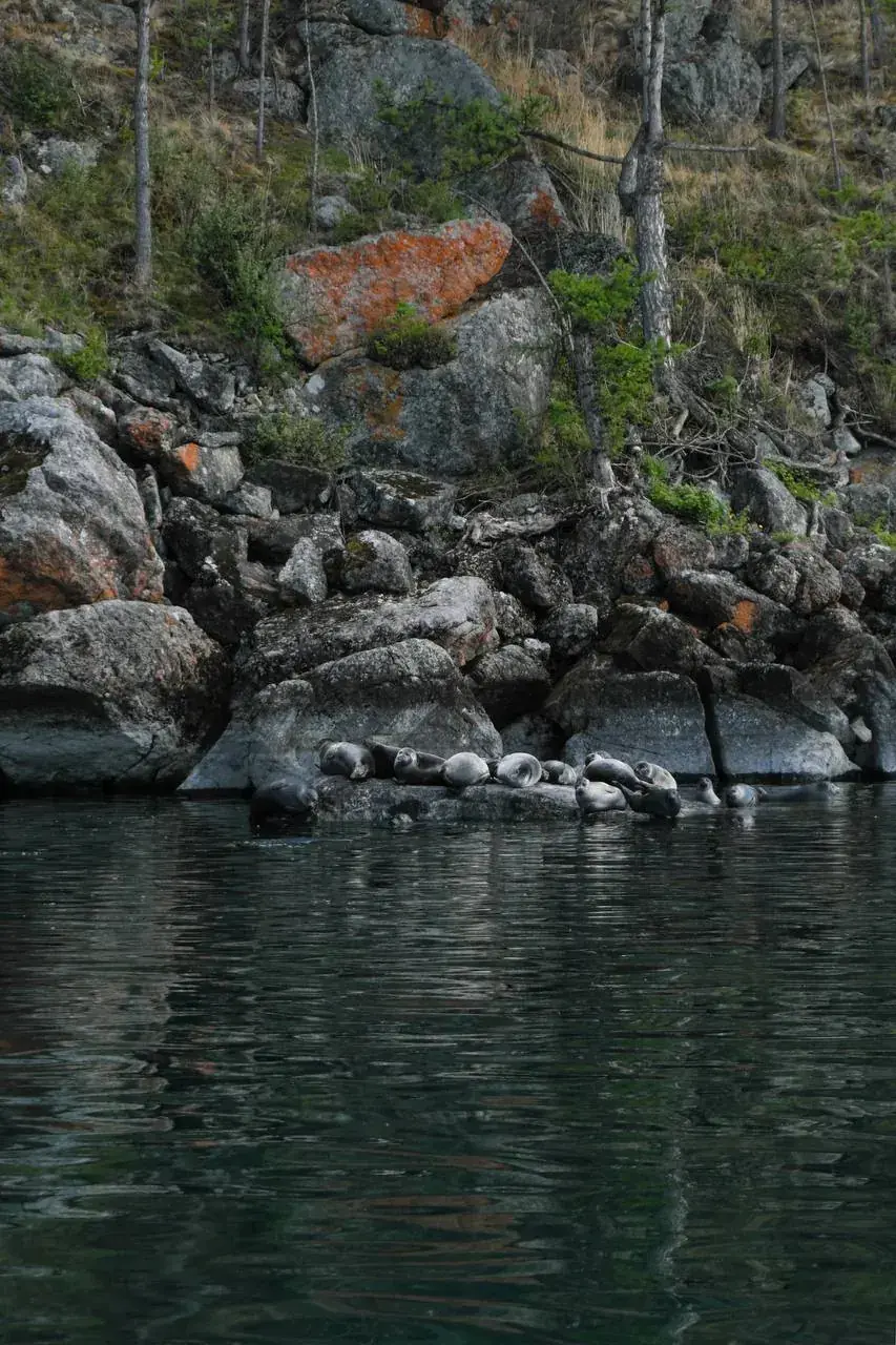 Visiting the Baikal seal: Ulan-Ude — eastern Baikal — seal-related natural points by conditions — Ulan-Ude